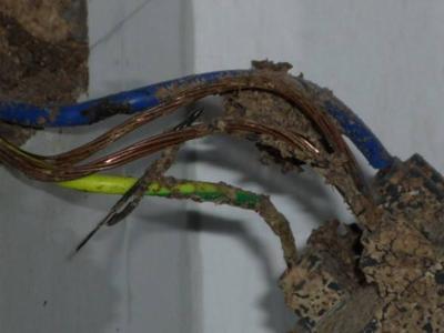 白蚁对电缆的危害